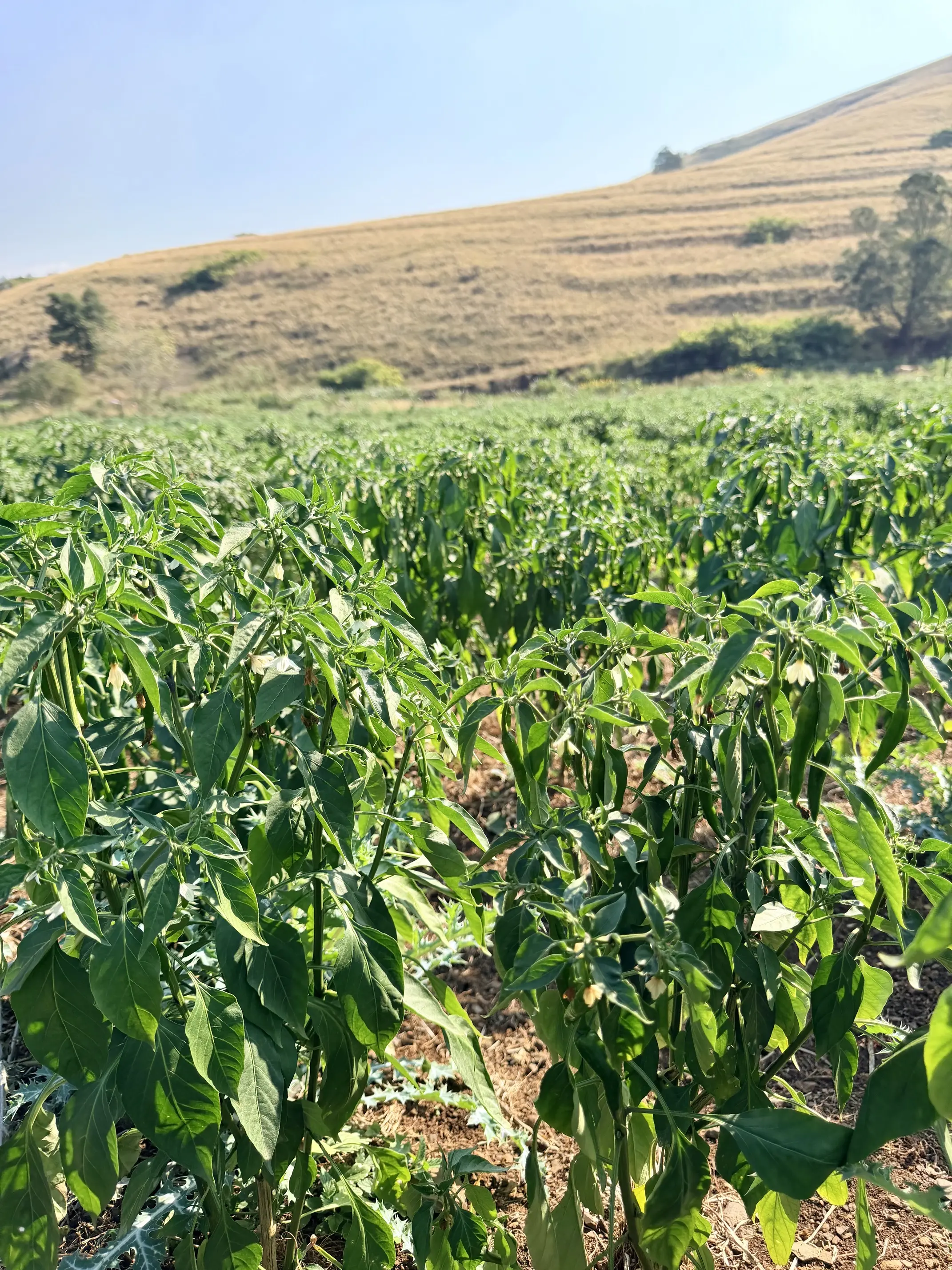 Harry-Gwala-Farmers-Day
