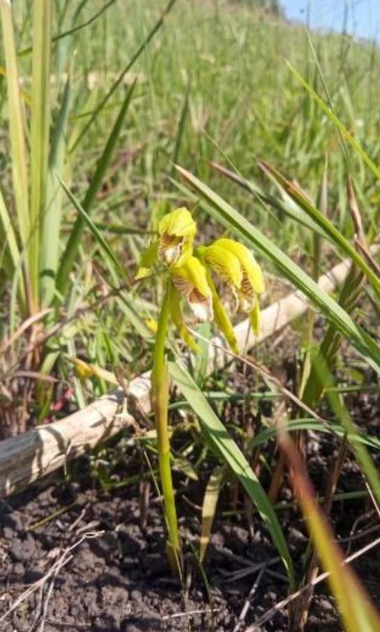 orchid Nervilia kotchya