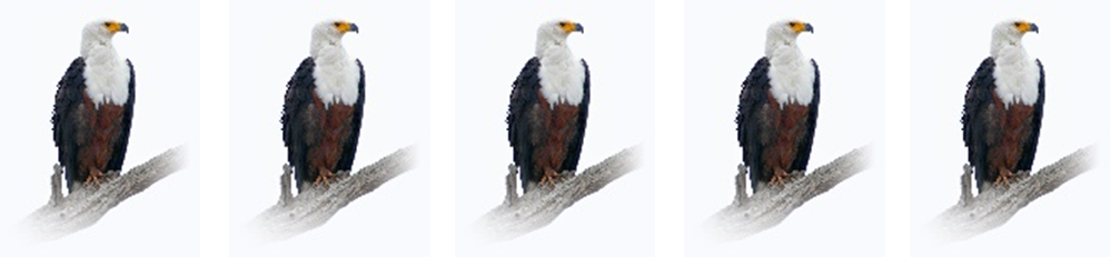 Environmental Excellence: Five Eagles for Rossmin