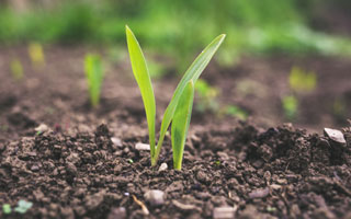 Limestone soil ameliorant